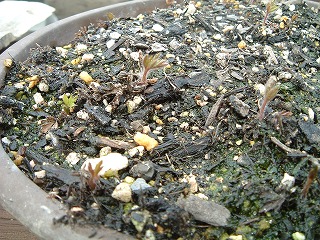 c0020653_20442579.jpg