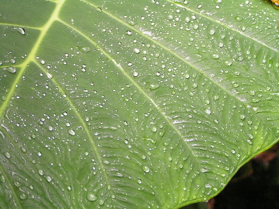 d0032693_4541198.jpg