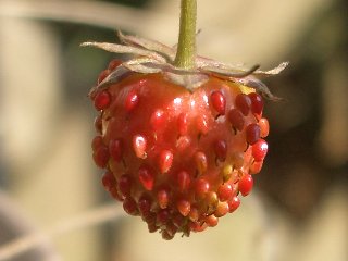 b0061107_23324122.jpg