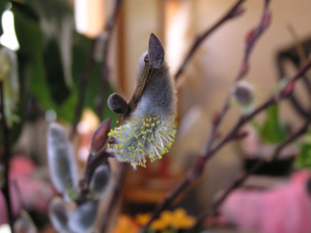c0042869_1813398.jpg