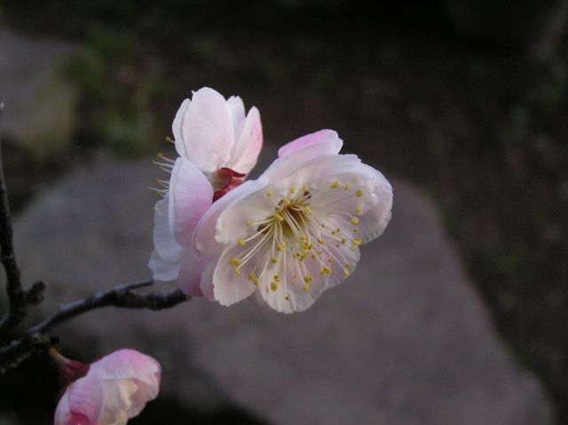 c0042869_184153.jpg