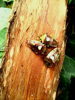 e0083097_20125610.jpg