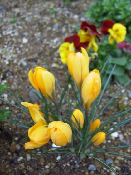 e0083238_227377.jpg