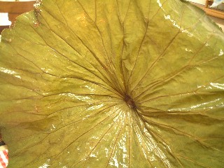 f0043911_159478.jpg