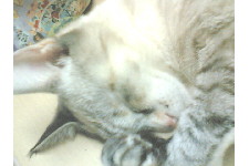 c0011446_1752422.jpg