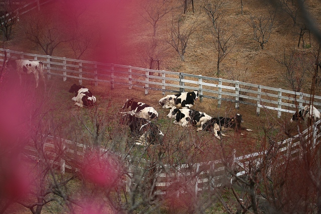 e0024081_1732127.jpg
