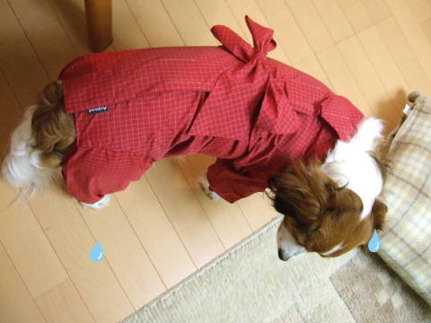 c0075585_23225585.jpg