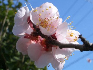 b0061107_15355557.jpg