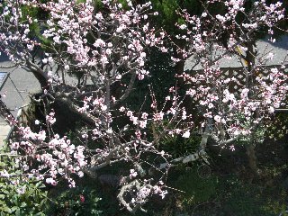 b0061107_154048100.jpg