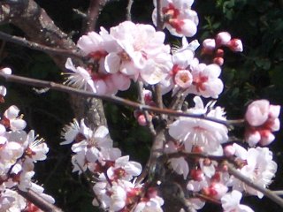 b0061107_154056.jpg