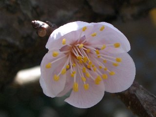 b0061107_1542468.jpg
