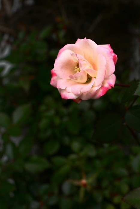 f0071708_1684220.jpg