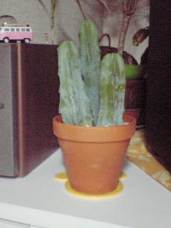 f0028306_1759181.jpg