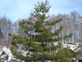 f0020302_12421594.jpg