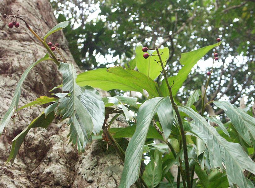b0039226_8112519.jpg