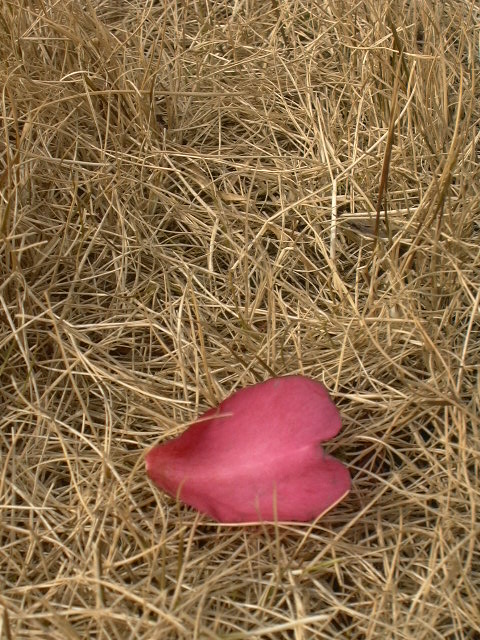 c0073633_2127399.jpg