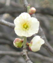 c0055976_1352872.jpg