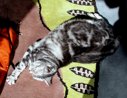 c0026870_1147454.jpg