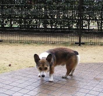 e0071225_234421.jpg