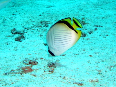 a0002177_208312.jpg