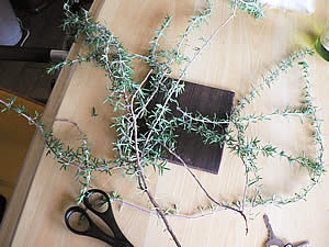 d0035104_11365585.jpg