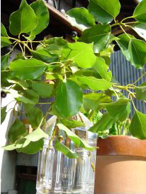 c0011009_14553662.jpg