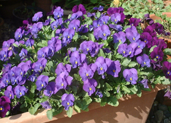 f0060424_0025.jpg