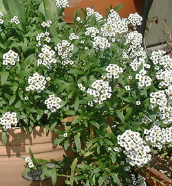 f0060424_14292868.jpg