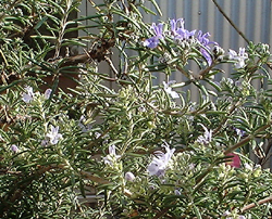 f0060424_1433377.jpg