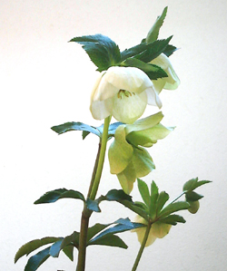 f0060424_143641.jpg