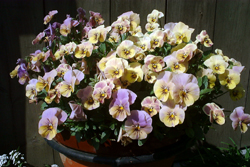 f0060424_23593893.jpg