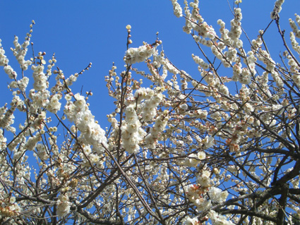 b0002156_9554083.jpg