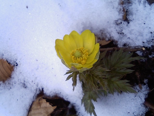 c0042869_21582729.jpg