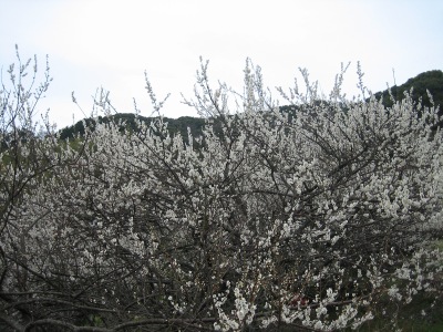 f0036700_13344625.jpg
