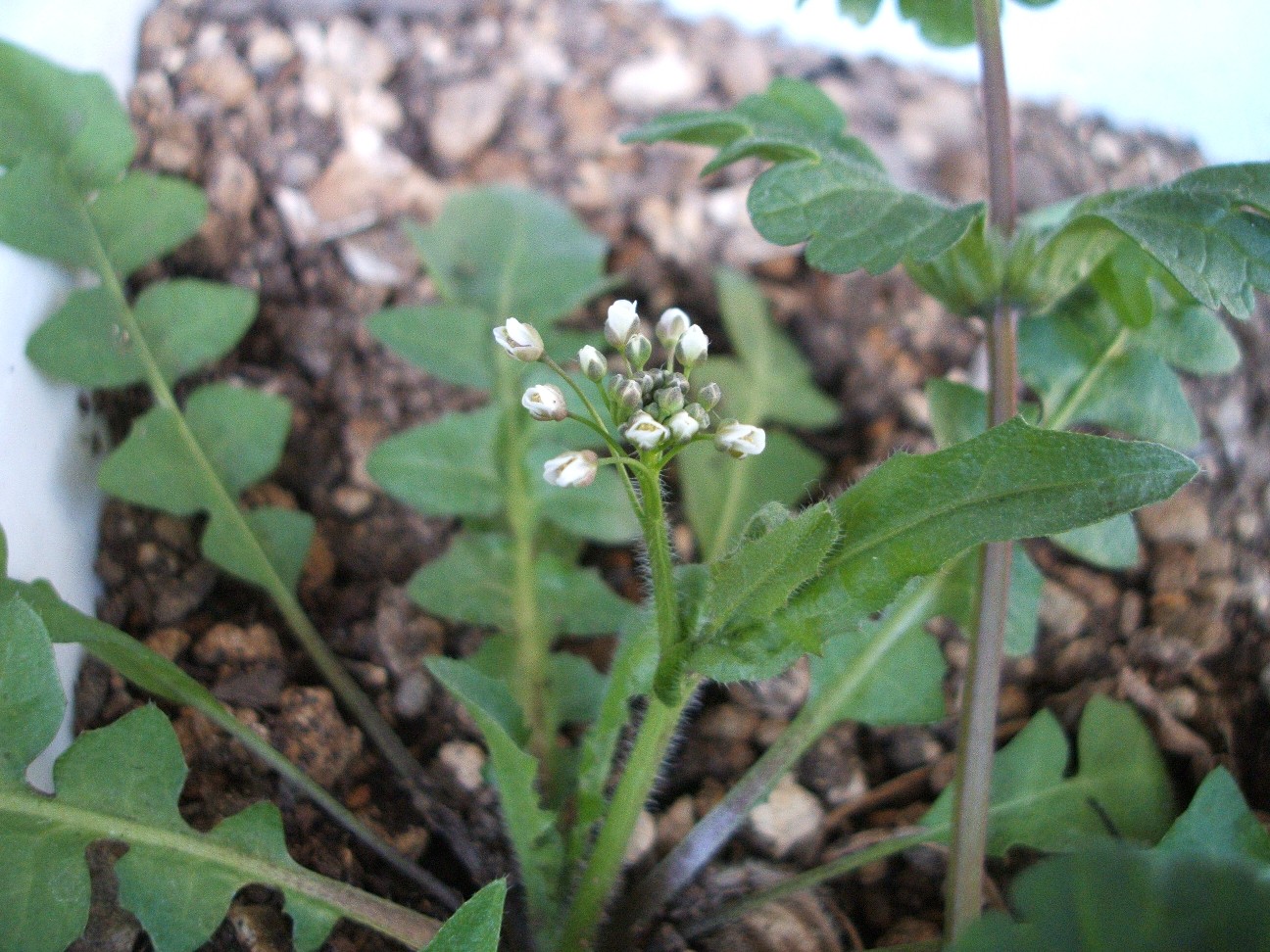 b0061010_1331657.jpg