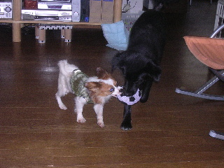 c0065643_207686.jpg