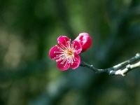b0044663_15405395.jpg