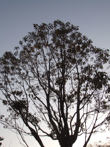 e0032488_1151660.jpg