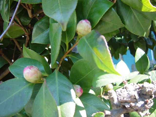 e0028401_251523.jpg