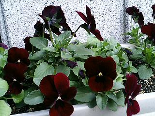 e0026017_23342355.jpg