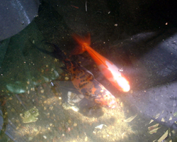 f0060424_18424778.jpg