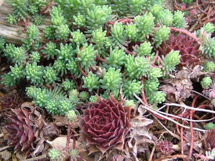 c0045227_2355659.jpg