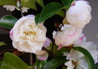 c0067929_941360.jpg