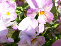f0061334_19251761.jpg