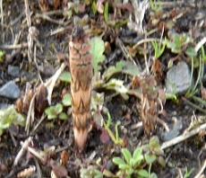 b0044663_9291785.jpg