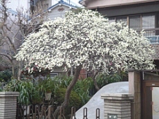 b0044663_929437.jpg