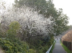 b0044663_9295699.jpg