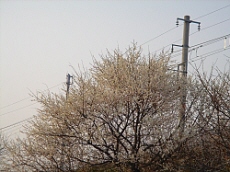 b0044663_930137.jpg