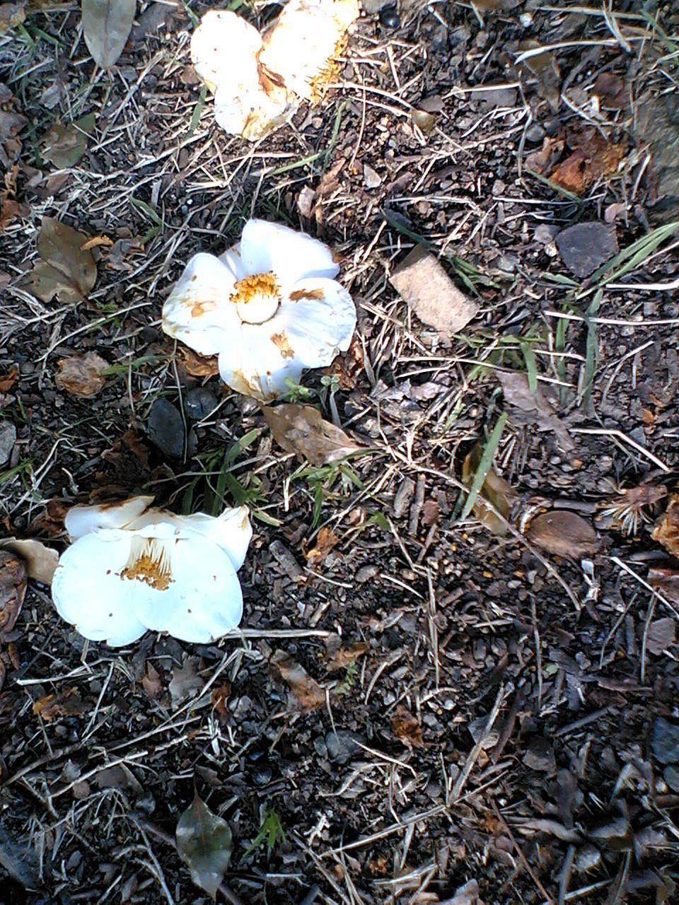 f0083400_0401879.jpg