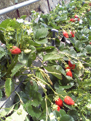 d0048140_19542551.jpg